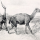 Macrauchenia patachonica. Wikimedia Commons